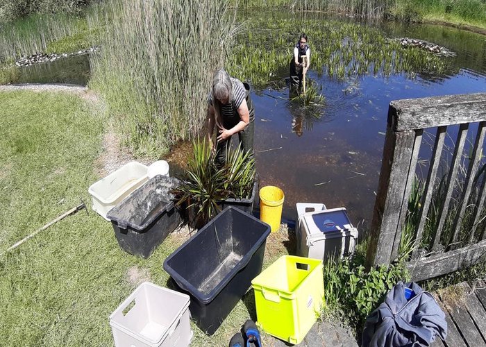 Ausdünnen der Krebsscherenpflanzen im Teich